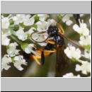 Cosmoconus nigriventris - Schlupfwespe m02f 11mm - OS-Hellern Wiese det06.jpg